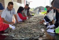 FOTO: Panen parsial Shrimp Estate udang vaname yang dilakukan oleh Dislutkan Provinsi Kalteng di Desa Sungai Raja Kabupaten Sukamara. (FOTO: IST) 