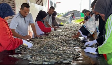 FOTO: Panen parsial Shrimp Estate udang vaname yang dilakukan oleh Dislutkan Provinsi Kalteng di Desa Sungai Raja Kabupaten Sukamara. (FOTO: IST) 