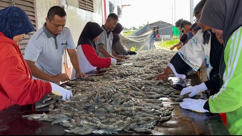 FOTO: Panen parsial Shrimp Estate udang vaname yang dilakukan oleh Dislutkan Provinsi Kalteng di Desa Sungai Raja Kabupaten Sukamara. (FOTO: IST) 