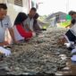 FOTO: Panen parsial Shrimp Estate udang vaname yang dilakukan oleh Dislutkan Provinsi Kalteng di Desa Sungai Raja Kabupaten Sukamara. (FOTO: IST) 