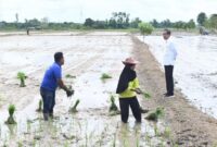 FOTO: Presiden Joko Widodo Meninjau Pertanian di Kotim. (IST)