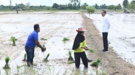 FOTO: Presiden Joko Widodo Meninjau Pertanian di Kotim. (IST)