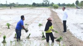 FOTO: Presiden RI Joko Widodo meninjau petani yang ada di Kotim. (IST)