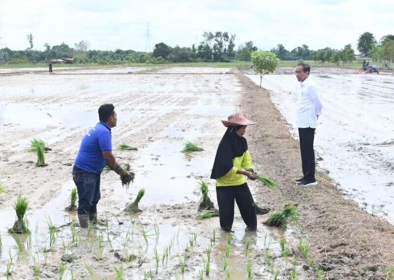 FOTO: Presiden RI Joko Widodo meninjau petani yang ada di Kotim. (IST)