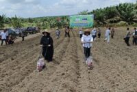 Tanam Jagung - Wakil Bupati Kotim, Irawati melakukan penanaman perdana jagung di Desa Mekar Jaya, Kecamatan Parenggan, program ini sebagai penunjang bahan baku pabrik pengolahan pakan ternak PT Sumber Rejo Berkah Srikemuning