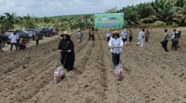 Tanam Jagung - Wakil Bupati Kotim, Irawati melakukan penanaman perdana jagung di Desa Mekar Jaya, Kecamatan Parenggan, program ini sebagai penunjang bahan baku pabrik pengolahan pakan ternak PT Sumber Rejo Berkah Srikemuning