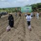Tanam Jagung - Wakil Bupati Kotim, Irawati melakukan penanaman perdana jagung di Desa Mekar Jaya, Kecamatan Parenggan, program ini sebagai penunjang bahan baku pabrik pengolahan pakan ternak PT Sumber Rejo Berkah Srikemuning