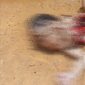 Seorang bayi ditemukan tewas dengan kondisi tubuh mengenaskan di tepian jalan eks Sarpatim, Kelurahan Kuala Kuayan, Kecamatan Mentaya Hulu, Kabupaten Kotawaringin Timur