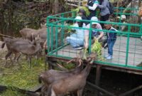 MEMBERIKAN MAKAN: Gubernur Provinsi Kalteng Sugianto Sabran saat memberi makan binatang di ekowisata Nyaru Menteng Palangka Raya, Sabtu (4/1).(IST)