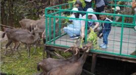 MEMBERIKAN MAKAN: Gubernur Provinsi Kalteng Sugianto Sabran saat memberi makan binatang di ekowisata Nyaru Menteng Palangka Raya, Sabtu (4/1).(IST)