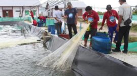 PANEN : Panen parsial kesatu siklus kedua di shrimp estate Berkah, Rabu (26/2).(IST)