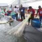 PANEN : Panen parsial kesatu siklus kedua di shrimp estate Berkah, Rabu (26/2).(IST)