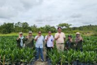 PENGAWASAN: Tim PBT Perkebunan saat melakukan pengawasan mutu benihdi kebun pembibitan kelapa sawit, yang berada di Desa Handiwung, Kecamatan Tasik Payawan, Kabupaten Katingan, Rabu (26/2).(IST)