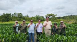 PENGAWASAN: Tim PBT Perkebunan saat melakukan pengawasan mutu benihdi kebun pembibitan kelapa sawit, yang berada di Desa Handiwung, Kecamatan Tasik Payawan, Kabupaten Katingan, Rabu (26/2).(IST)