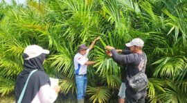 SERTIFIKASI : PBT saat melakukan Sertifikasi Bibit Kelapa Sawit di PT. Menthobi Agro Raya  Desa Guci Kecamatan Bulik, Kabupaten Lamandau, Selasa (18/2).(IST)