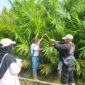 SERTIFIKASI : PBT saat melakukan Sertifikasi Bibit Kelapa Sawit di PT. Menthobi Agro Raya  Desa Guci Kecamatan Bulik, Kabupaten Lamandau, Selasa (18/2).(IST)