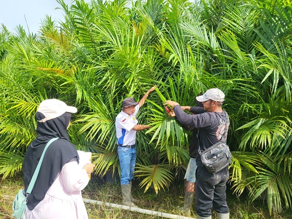 SERTIFIKASI : PBT saat melakukan Sertifikasi Bibit Kelapa Sawit di PT. Menthobi Agro Raya  Desa Guci Kecamatan Bulik, Kabupaten Lamandau, Selasa (18/2).(IST)