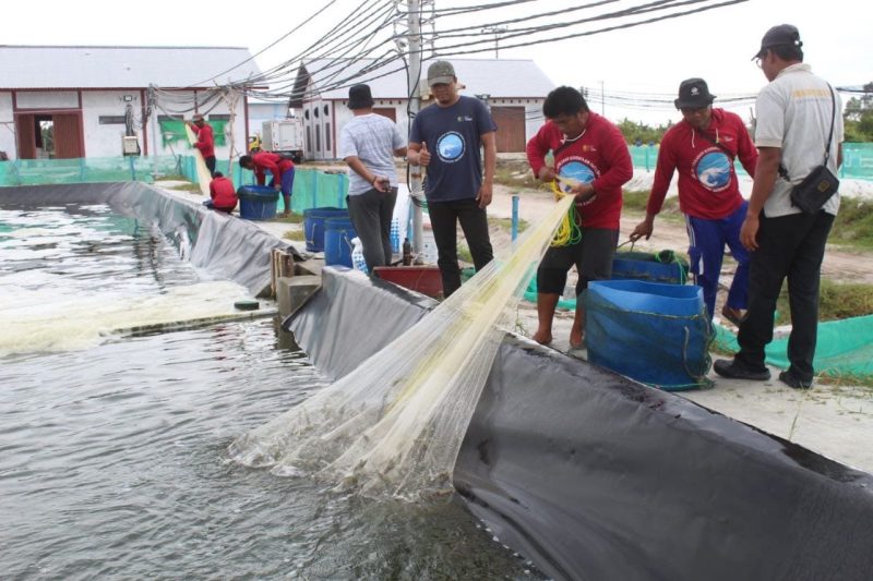PANEN : Kegiatan Panen parsial yang dilakukan di Shrimp Estate Desa Sei Raja Kabupaten Sukamara belum lama ini.(IST)