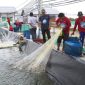 PANEN : Kegiatan Panen parsial yang dilakukan di Shrimp Estate Desa Sei Raja Kabupaten Sukamara belum lama ini.(IST)