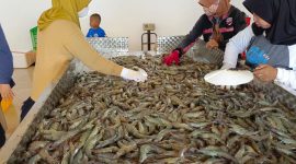 Udang Vaname hasil panen parsial.(IST)