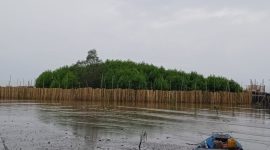 PENGEMBANGAN : Lokasi pengembangan kepiting bakau sylvofishery di Desa Teluk Bogam Kabupaten Kobar ini terlihat belum lama ini.(IST)