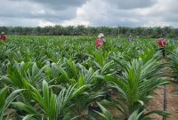 SERTIFIKASI : Petugas UPT BP3B Disbun Provinsi Kalteng saat melakukan sertifikasi Mutu Benih di Kebun Pembibitan Kelapa Sawit CV. Agro Manunggal BersamaDesa Bukit Batu, Kecamatan Cempaga Hulu, Kabupaten Kotim, Kamis (6/3).(IST)