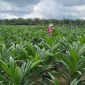 SERTIFIKASI : Petugas UPT BP3B Disbun Provinsi Kalteng saat melakukan sertifikasi Mutu Benih di Kebun Pembibitan Kelapa Sawit CV. Agro Manunggal BersamaDesa Bukit Batu, Kecamatan Cempaga Hulu, Kabupaten Kotim, Kamis (6/3).(IST)