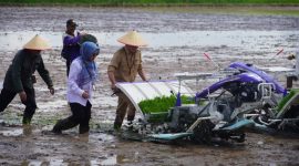 HADIRI : Gubernur Kalteng H. Agustiar Sabran saat menghadiri Gerakan Tanam Padi Secara Serentak di 14 Provinsi Sentra Utama Padi secara virtual dengan Presiden RI dan Menteri Pertanian RI dari Desa Lempuyang Kecamatan Teluk Sampit, Kabupaten Kotim Rabu (23/4).(IST)