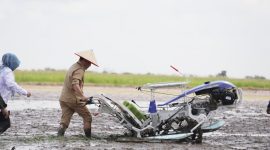 SERENTAK - Gubernur Agustiar Sabran ikut tanam padi serentak dari desa Lempuyang Kab. Kotawaringin Timur.(IST)