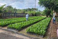 SERTIFIKASI - PBT UPT BP3B saat melakukan Sertifikasi Benih Kelapa Sawit di CV. Sarana Multi Mulia, Kabupaten Sukamara (22/4).(IST)