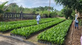 SERTIFIKASI - PBT UPT BP3B saat melakukan Sertifikasi Benih Kelapa Sawit di CV. Sarana Multi Mulia, Kabupaten Sukamara (22/4).(IST)