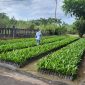 SERTIFIKASI - PBT UPT BP3B saat melakukan Sertifikasi Benih Kelapa Sawit di CV. Sarana Multi Mulia, Kabupaten Sukamara (22/4).(IST)