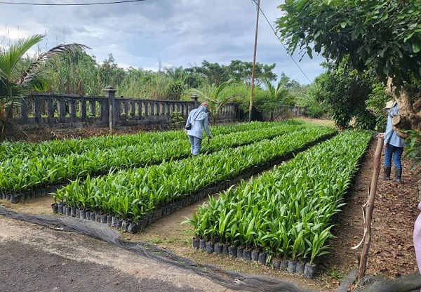SERTIFIKASI - PBT UPT BP3B saat melakukan Sertifikasi Benih Kelapa Sawit di CV. Sarana Multi Mulia, Kabupaten Sukamara (22/4).(IST)