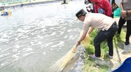MEMANEN : Gubernur Provinsi kalteng H. Agustiar Sabran saat turut serta memanen parsial udang vaname Shrimp Estate Berkah di Desa Sei Raja Kabupaten Sukamara, Jumat (4/4).(IST)