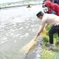 MEMANEN : Gubernur Provinsi kalteng H. Agustiar Sabran saat turut serta memanen parsial udang vaname Shrimp Estate Berkah di Desa Sei Raja Kabupaten Sukamara, Jumat (4/4).(IST)