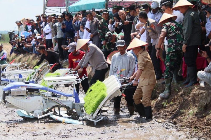 MENDUKUNG - Suasana Gerakan tanam padi serentak, Gubernur Agustiar Sabran ikut terlibat langsung tanam padi.(IST)
