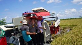 PANEN RAYA : Gubernur Provinsi Kalteng H. Agustiar Sabran saat panen raya padi di Desa Pantik, Kecamatan Pandih Batu Kabupaten Pulang Pisau, Senin (7/4).(IST)