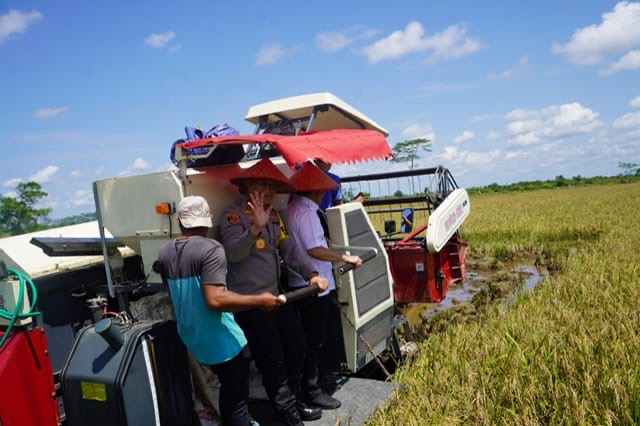 PANEN RAYA : Gubernur Provinsi Kalteng H. Agustiar Sabran saat panen raya padi di Desa Pantik, Kecamatan Pandih Batu Kabupaten Pulang Pisau, Senin (7/4).(IST)
