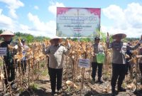 PANEN RAYA : Wakil Gubernur Kalteng H. Edy Pratowo saat menghadiri kegiatan Panen Raya Jagung Serentak Kuartal II Tahun 2025 dari areal pertanian milik PT. MKM di Desa Tahai Kecamatan Maliku, Kabupaten Pulang Pisau, Kamis (5/6).(IST)