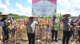 PANEN RAYA : Wakil Gubernur Kalteng H. Edy Pratowo saat menghadiri kegiatan Panen Raya Jagung Serentak Kuartal II Tahun 2025 dari areal pertanian milik PT. MKM di Desa Tahai Kecamatan Maliku, Kabupaten Pulang Pisau, Kamis (5/6).(IST)