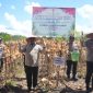 PANEN RAYA : Wakil Gubernur Kalteng H. Edy Pratowo saat menghadiri kegiatan Panen Raya Jagung Serentak Kuartal II Tahun 2025 dari areal pertanian milik PT. MKM di Desa Tahai Kecamatan Maliku, Kabupaten Pulang Pisau, Kamis (5/6).(IST)