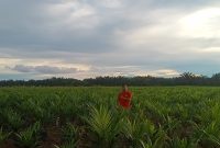 FOTO: Petugas PT. KMS saat melakukan pengecekan lahan untuk mencegah karhutla