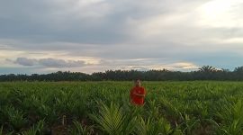 FOTO: Petugas PT. KMS saat melakukan pengecekan lahan untuk mencegah karhutla