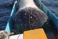SELAMATKAN: Dua nelayan saat menyelamatkan kapten kapal Tug Boat Datine 138, Ode saat terombang-ambing di laut, Kamis (8/10).(IST)