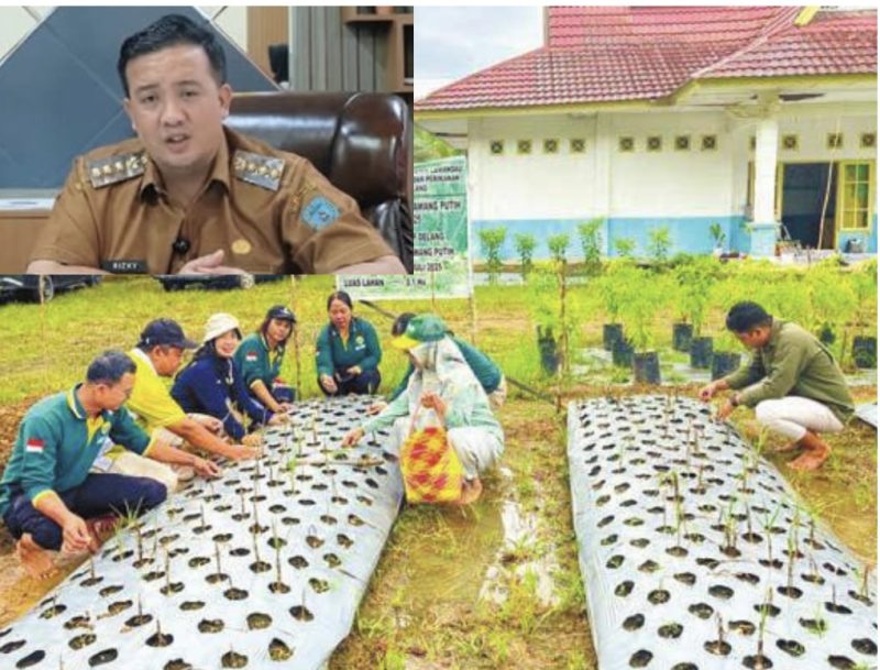 TANAMAN : pengembangan tanaman bawang putih setelah suksesnya demplot atau kebun percontohan di Kecamatan Delang Kabupaten Lamandau.(IST)
