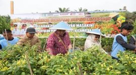 PANEN : Bupati Lamandau, Rizky Aditya Putra. saat turut serta memanen 2.500 Batang Cabai Rawit di BPP, Simpang Sepaku, Kecamatan Bulik, Kabupaten Lamandau, Jumat (27/3/2026). 