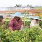 PANEN : Bupati Lamandau, Rizky Aditya Putra. saat turut serta memanen 2.500 Batang Cabai Rawit di BPP, Simpang Sepaku, Kecamatan Bulik, Kabupaten Lamandau, Jumat (27/3/2026). 