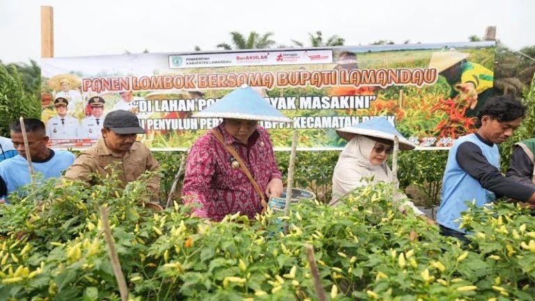 PANEN : Bupati Lamandau, Rizky Aditya Putra. saat turut serta memanen 2.500 Batang Cabai Rawit di BPP, Simpang Sepaku, Kecamatan Bulik, Kabupaten Lamandau, Jumat (27/3/2026). 