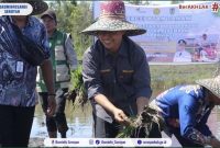 TANAM PADI : Wakil Bupati Seruyan, Supian saat melakukan penanaman padi di lokasi cetak sawah rakyat , Desa Halimaung Jaya, Kecamatan Seruyan Hilir Timur, Kamis (9/4/2026)