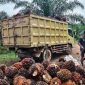 MEMUAT : Buruh sawit saat memuat buah kedalam truk pengangkut disalahkan satu perusahaan di Kalteng.